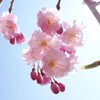 八重桜