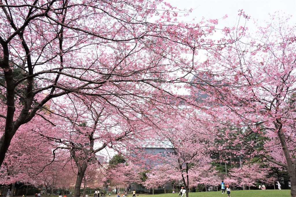 一面桜色