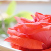 Morning Rose