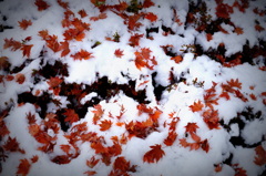 Snow and leaf