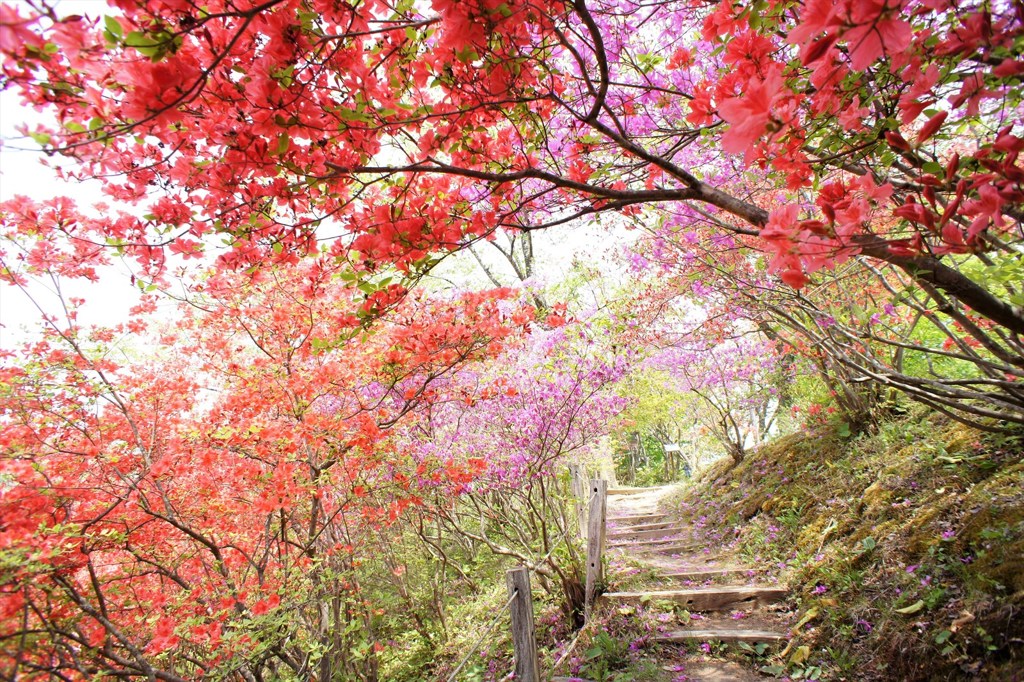 花の回廊