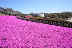 春の花壇