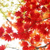 深紅