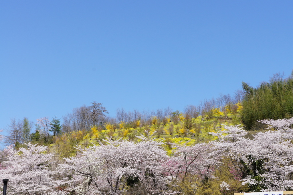 花見山の春