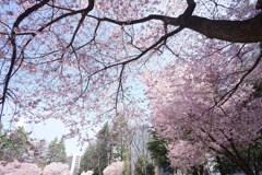 桜簾