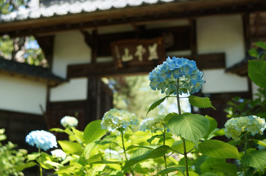 古刹と紫陽花