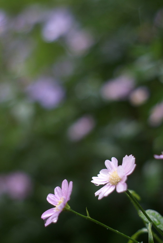 pentax ole lens