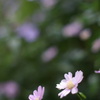 pentax ole lens