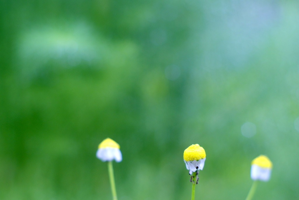 chamomile 2