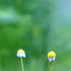 chamomile 2
