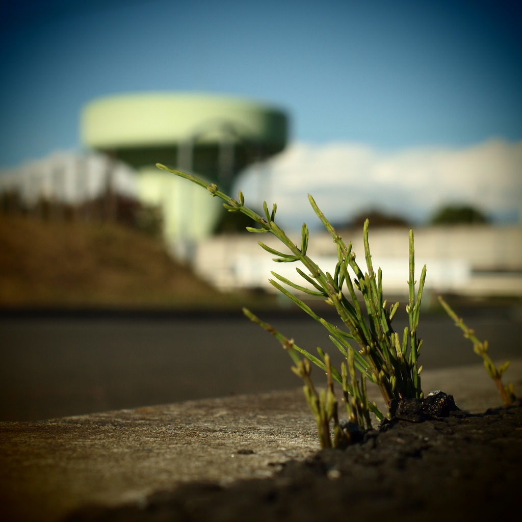 Green mushroom