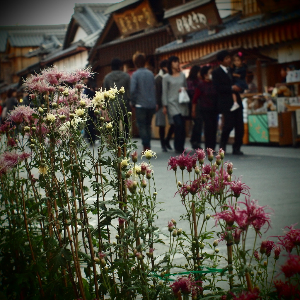 Japanese flower