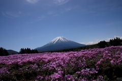 富士と芝桜