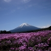 富士と芝桜