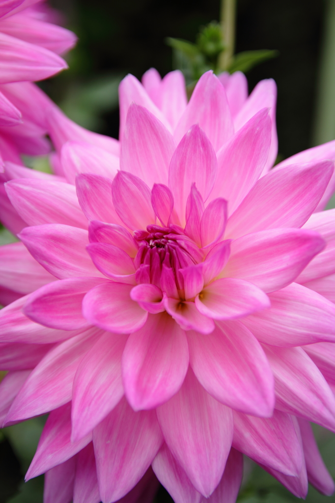 Dahlia