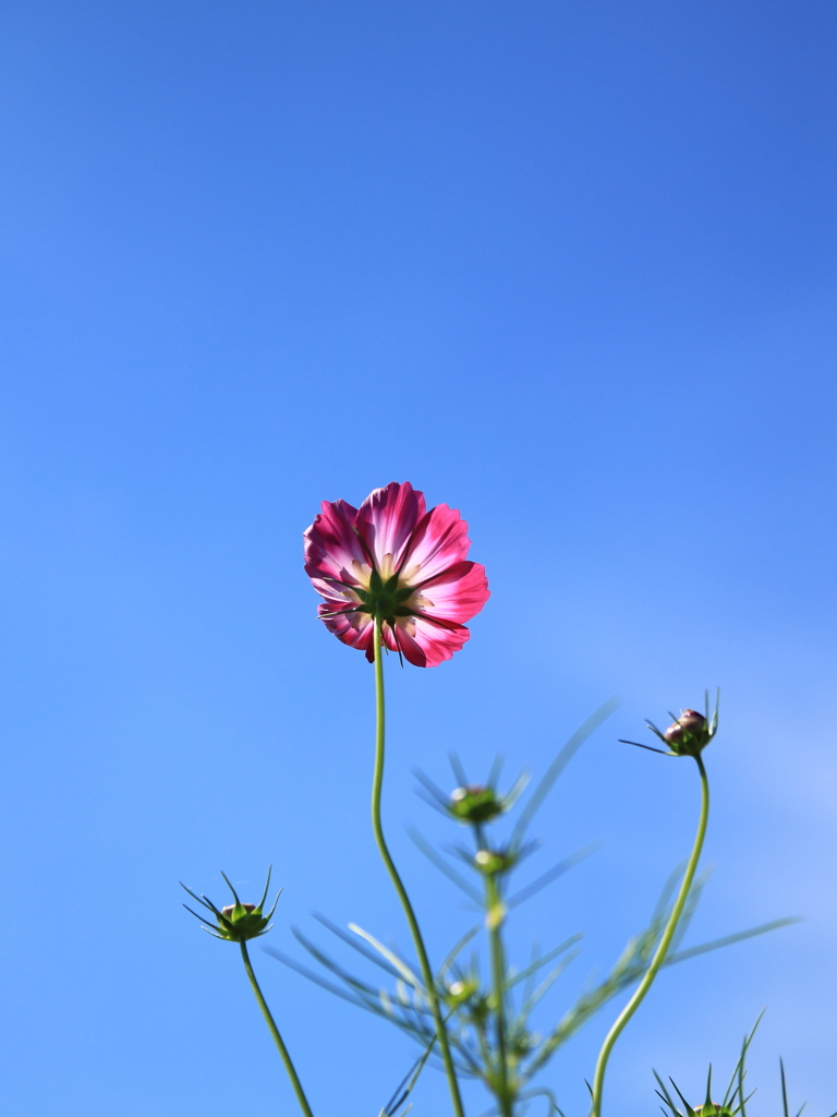 下からの秋桜