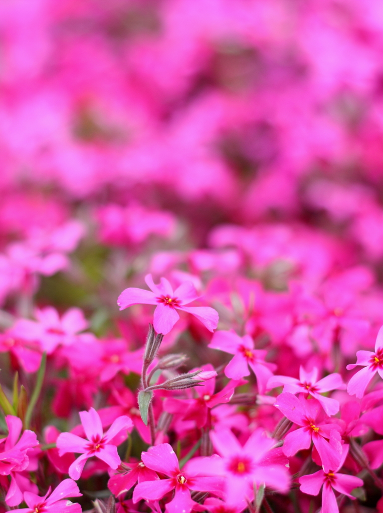 芝桜