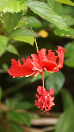 由布島の花