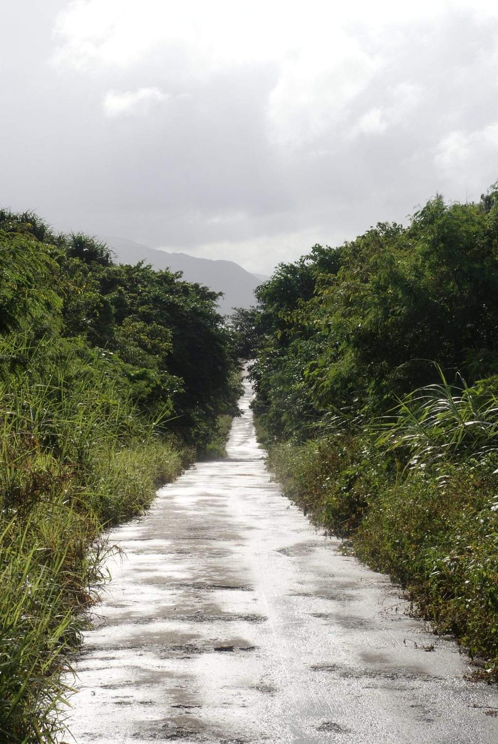 八重山の細道