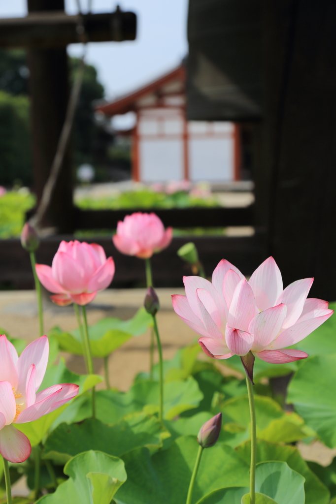 『薬師寺』