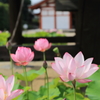 『薬師寺』
