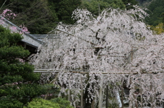 『山科の桜』
