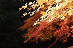 神戸市立森林植物園3