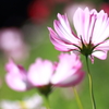 コスモス
