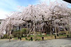 『枝垂れ桜』