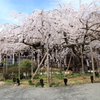 『枝垂れ桜』