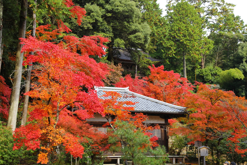 『神護寺の紅葉 参』