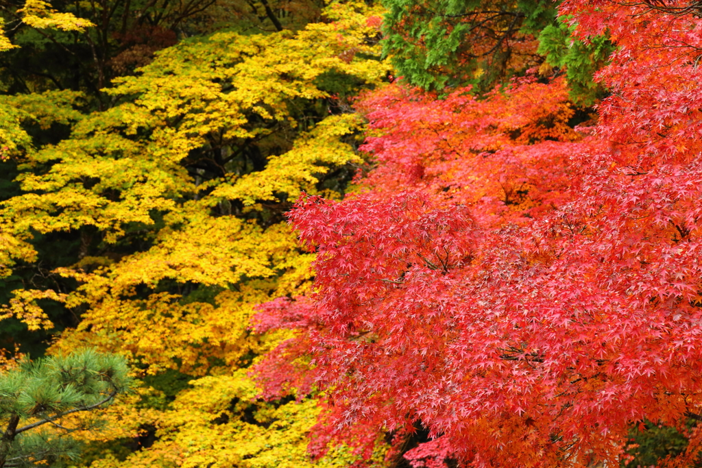 『神護寺の紅葉 弐』