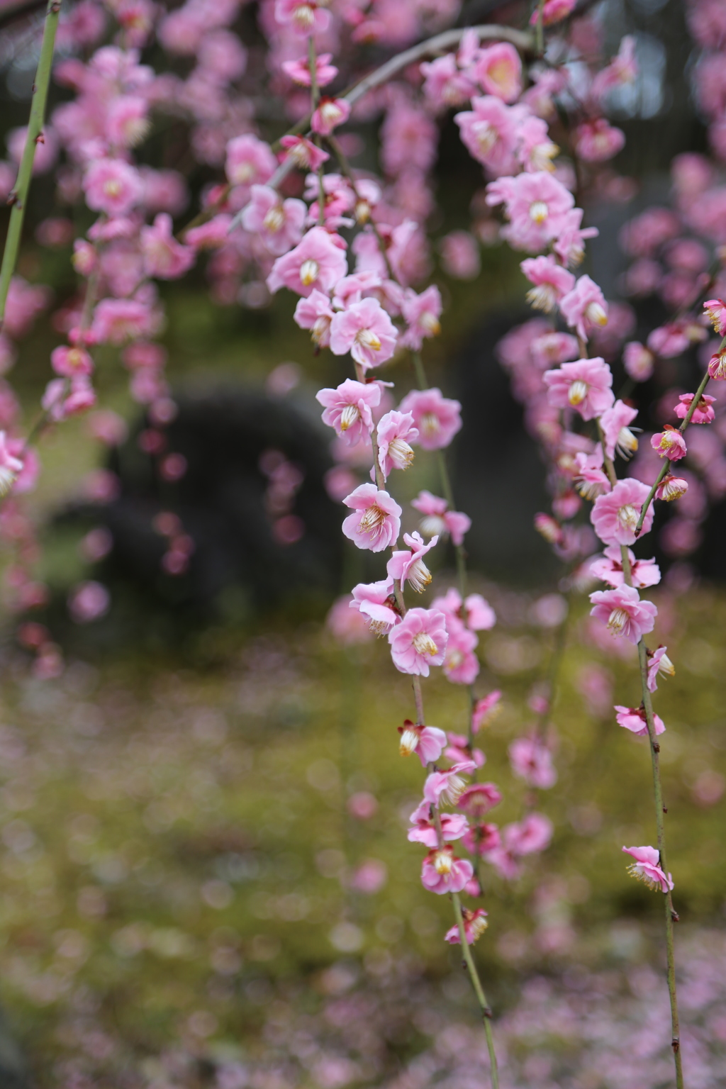 『城南宮にて』