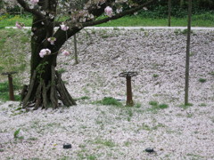 『ダイアルと桜』