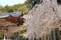 『醍醐寺の桜』