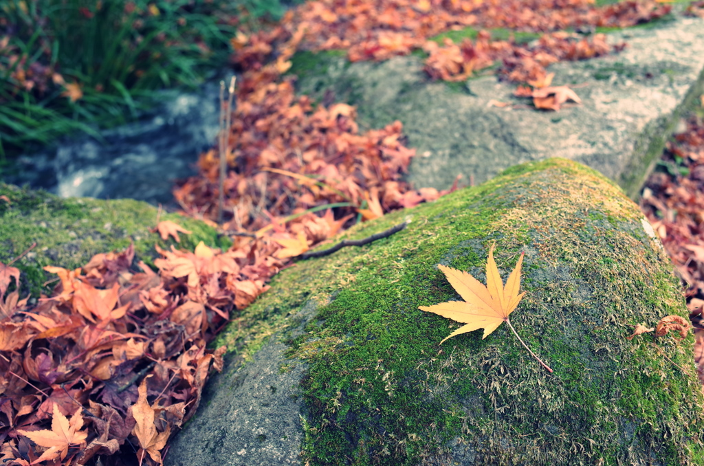 『黄色い紅葉』