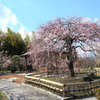 『万博記念公園　枝垂れ梅　3』