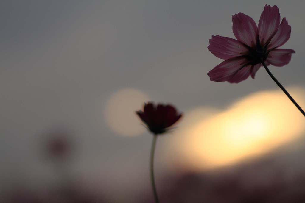 夕灯
