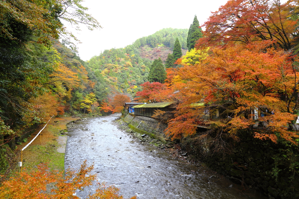 『清滝川の秋』