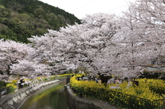 『山科疎水』