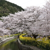『山科疎水』