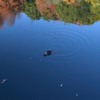 『名もない池』