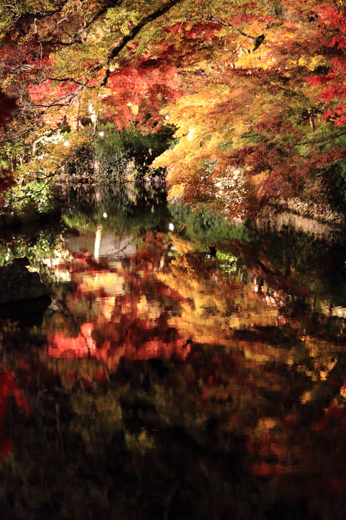 『京都　紅葉　2013』