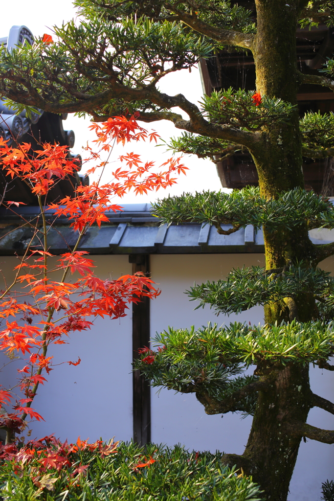 『圓光寺の秋』