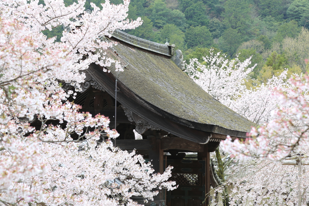 『勅使門』