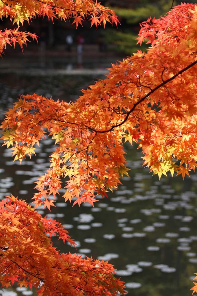 神戸市立森林植物園6