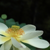 『蓮』