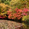 『長谷池の紅葉』