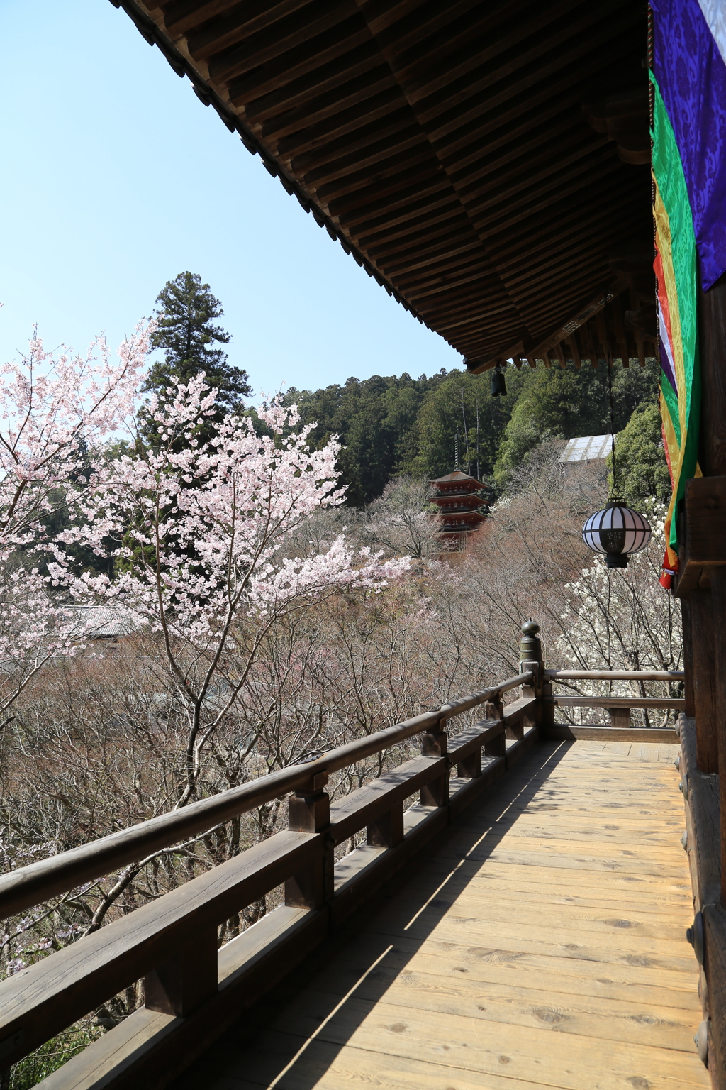 『桜　弐』