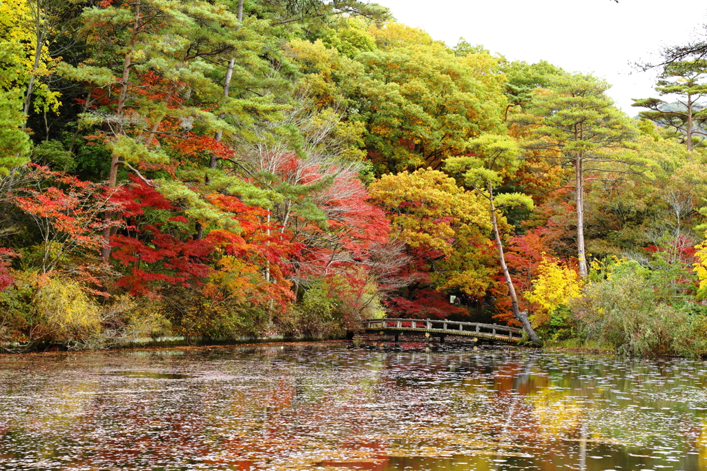 『長谷池の紅葉』